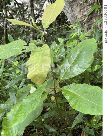 朴木の幼木 128330501