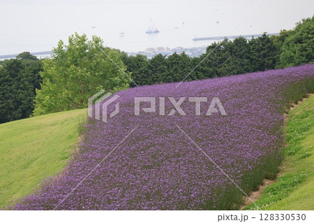 紫色の花びらの三尺バーベナの花が満開に咲く花畑のある公園の風景　 128330530