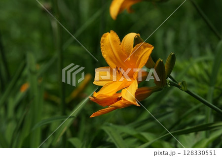 鳥取　四季の散歩　夏　花 　ニッコウキスゲ 128330551