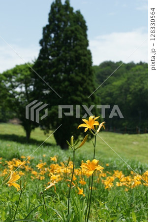 鳥取　四季の散歩　夏　花 　ニッコウキスゲ 128330564