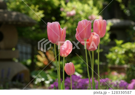 鳥取　四季の散歩　春　花 128330587