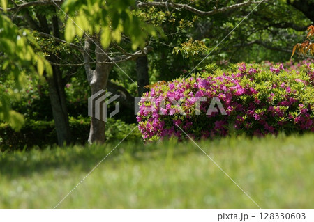 鳥取　四季の散歩　春　花 128330603