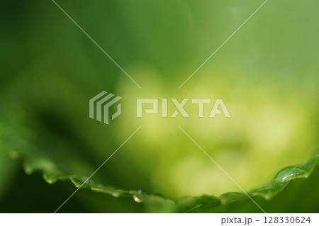 鳥取　四季の散歩　春　花 128330624