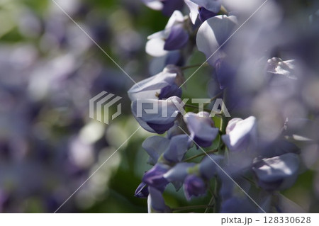 鳥取　四季の散歩　春　花 128330628