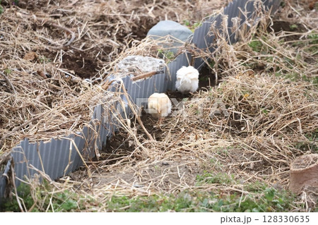 畑で餌を探す鶏 畑で餌を探す鶏 128330635