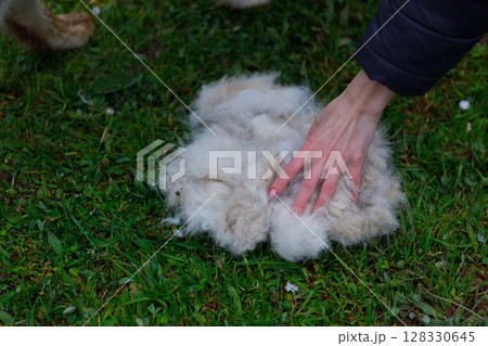 A Detailed Close-Up of a Human Hand Gently Touching a Fluffy Pile of Sheared Animal Fur on a Lush Green Grass Background in Outdoor Setting 128330645