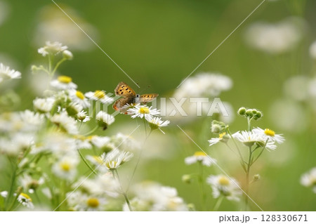 鳥取　四季の散歩　夏　花 　 128330671