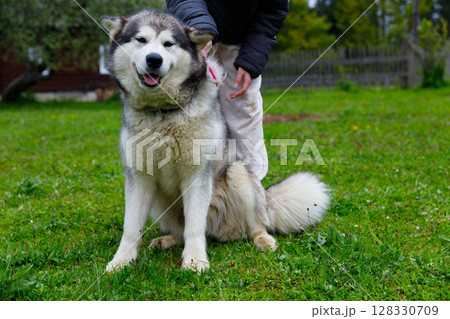 Happy Alaskan Malamute Enjoying a Sunny Day on Green Grass While Being Petted by Its Owner in a Vibrant Outdoor Setting Surrounded by Nature's Beauty and Serenity 128330709