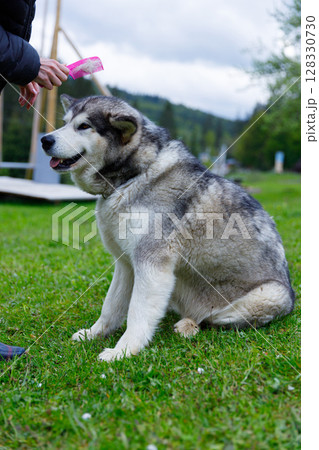 A Majestic Alaskan Malamute Being Groomed Outdoors: A Beautiful, Soft-Furred Dog Enjoys Being Pampered in Nature with Scenic Background A Majestic Alaskan Malamute Being Groomed Outdoors: A Beautiful, Soft-Furred Dog Enjoys Being Pampered in Nature with Scenic Background 128330730