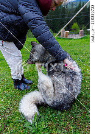 A person lovingly brushes the fur of a strikingly beautiful dog while enjoying the serene outdoors, surrounded by lush greenery and mountain scenery, highlighting nature's bond with animals. A person lovingly brushes the fur of a strikingly beautiful dog while enjoying the serene outdoors, surrounded by lush greenery and mountain scenery, highlighting nature's bond with animals. 128330732