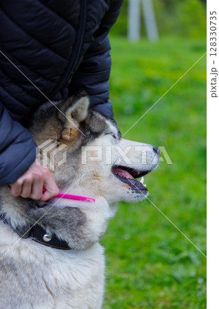 A Person Grooming a Happy Husky in a Green Outdoor Setting, Highlighting Pet Care and Bonding Moments with a Best Friend on a Beautiful Day in Nature A Person Grooming a Happy Husky in a Green Outdoor Setting, Highlighting Pet Care and Bonding Moments with a Best Friend on a Beautiful Day in Nature 128330735
