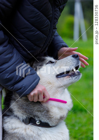 A Person Gently Grooming an Affectionate Husky Dog in a Lush Green Outdoor Setting with a Bright Pink Brush for a Relaxing and Bonding Experience A Person Gently Grooming an Affectionate Husky Dog in a Lush Green Outdoor Setting with a Bright Pink Brush for a Relaxing and Bonding Experience 128330736