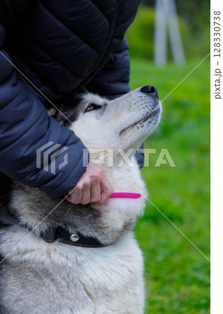 A Person Grooming a Beautiful Siberian Husky on a Bright Green Lawn, Demonstrating Affection and Care for Their Beloved Pet in a Lush Natural Environment A Person Grooming a Beautiful Siberian Husky on a Bright Green Lawn, Demonstrating Affection and Care for Their Beloved Pet in a Lush Natural Environment 128330738