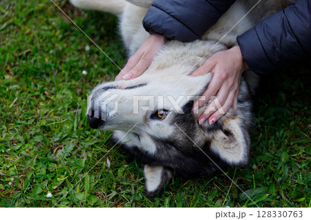 A Close-Up Moment: A Person Gently Cares for a Beautifully Fluffy Dog on the Grass, Showcasing Their Bond in Nature's Embrace Under a Clear Sky 128330763