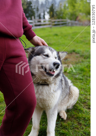 A Joyful Moment of Companionship Between a Human and a Happy Alaskan Malamute in a Serene Outdoor Setting Surrounded by Vibrant Nature and Fencing 128330795