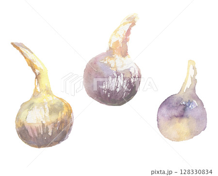 くわいの水彩イラスト – 芽が出る縁起物の京野菜 128330834