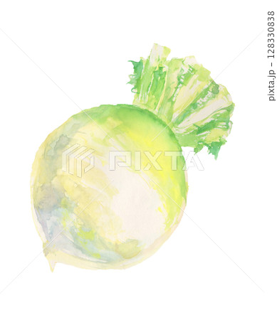 聖護院大根の水彩イラスト – 京野菜 128330838