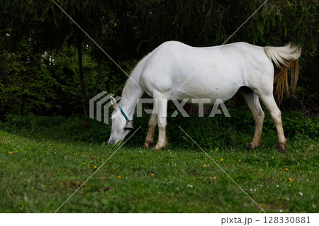 A Graceful White Horse Grazing in a Lush Green Meadow Surrounded by Trees and Nature's Beauty Under a Clear Blue Sky A Graceful White Horse Grazing in a Lush Green Meadow Surrounded by Trees and Nature's Beauty Under a Clear Blue Sky 128330881