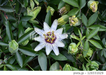 トケイソウ　Passion flower 128331029