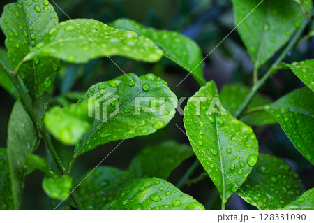 マイガーデンの春 128331090