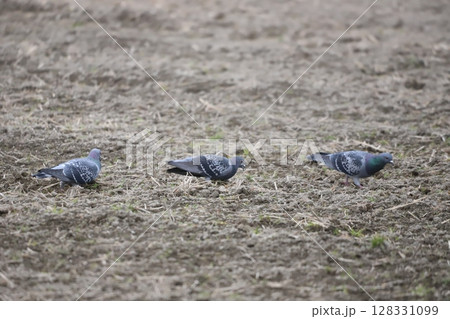 田んぼで餌を食べている鳩 128331099