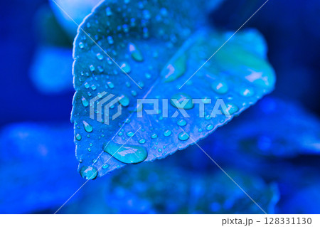 マイガーデンの春 128331130