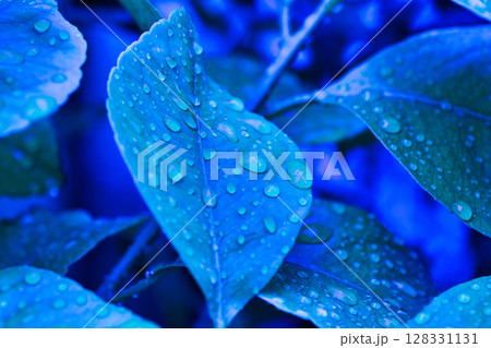 マイガーデンの春 マイガーデンの春 128331131