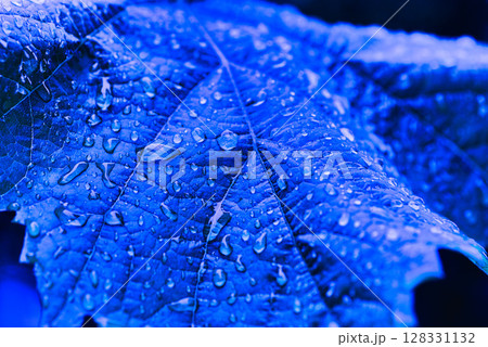 マイガーデンの春 128331132