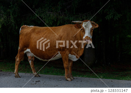 A Majestic Brown Cow Stands Gracefully by a Forested Area, Highlighting Nature's Beauty in Close Proximity to Farm Life With a Serene Backdrop and Lush Greenery A Majestic Brown Cow Stands Gracefully by a Forested Area, Highlighting Nature's Beauty in Close Proximity to Farm Life With a Serene Backdrop and Lush Greenery 128331147