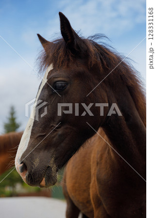 Majestic Brown Horse with Striking Features and Fluffy Mane Captured Against a Clear Sky, Showcasing the Beauty and Grace of Equine Life Majestic Brown Horse with Striking Features and Fluffy Mane Captured Against a Clear Sky, Showcasing the Beauty and Grace of Equine Life 128331168