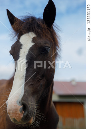 Close-Up of a Majestic Horse Captured Against a Cloudy Sky: A Beautiful Dark Brown Horse with Unique Facial Markings and Expressive Eyes in a Serene Outdoor Setting 128331170