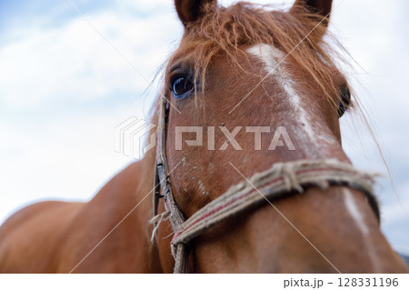 Close-up of a Beautiful Brown Horse with a Long Mane and Harness Against a Dramatic Sky Filled with Soft Clouds in the Background, Capturing the Essence of Nature and Animal Spirit Close-up of a Beautiful Brown Horse with a Long Mane and Harness Against a Dramatic Sky Filled with Soft Clouds in the Background, Capturing the Essence of Nature and Animal Spirit 128331196