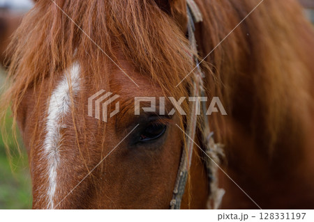 Close-Up of a Beautiful Brown Horse with a Distinctive Mane and Intense Eyes Captured in the Outdoors, Reflecting the Beauty of Nature and Scenic Surroundings Close-Up of a Beautiful Brown Horse with a Distinctive Mane and Intense Eyes Captured in the Outdoors, Reflecting the Beauty of Nature and Scenic Surroundings 128331197
