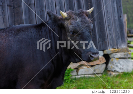 A Beautiful Black Cow Gracefully Poses Near A Rustic Wooden Barn Surrounded By Lush Green Grass and Stone Featuring A Peaceful Farm Environment 128331229