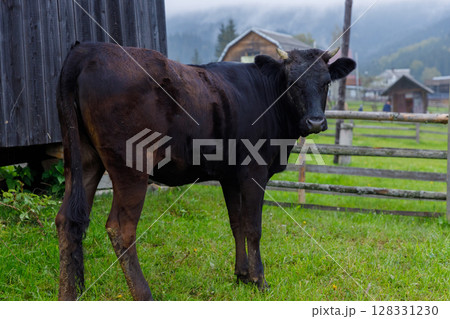 A Beautiful Black Cow Standing Gracefully in a Green Pasture with a Rustic Barn in the Background Under a Cloudy Sky 128331230