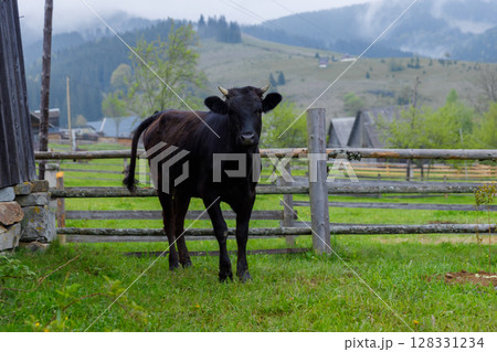 A Serene Scene Featuring a Black Cow Grazing in a Pastoral Landscape Surrounded by Scenic Mountains and Lush Greenery Undersoft Cloudy Skies 128331234