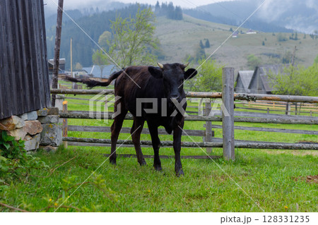 A serene countryside scene showcasing a curious black cow standing in a green pasture near a wooden fence, surrounded by rustic nature and mountains in the background under a cloudy sky. 128331235