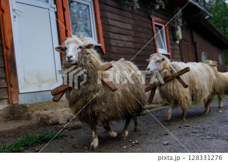 Sheep with Rustic Walking Sticks Near Wooden Cottage: A Charming Rural Scene Capturing Serene Livestock Journeying Towards Home Sheep with Rustic Walking Sticks Near Wooden Cottage: A Charming Rural Scene Capturing Serene Livestock Journeying Towards Home 128331276