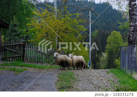 A serene rural scene featuring three fluffy sheep standing on a gravel path near a wooden fence, surrounded by lush green trees and a picturesque mountainous backdrop 128331278