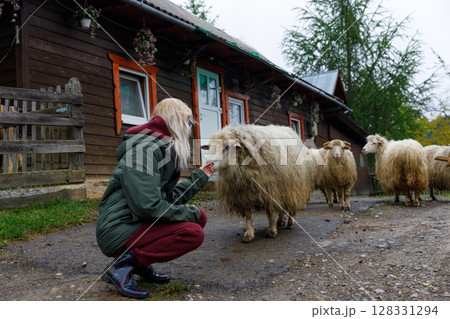 A Serene Encounter: A Person and Sheep in a Picturesque Rural Setting Near a Cozy Wooden House Surrounded by Nature and Furry Companions in Tranquil Harmony A Serene Encounter: A Person and Sheep in a Picturesque Rural Setting Near a Cozy Wooden House Surrounded by Nature and Furry Companions in Tranquil Harmony 128331294