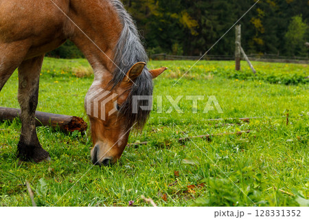 A Beautiful Brown Horse Grazing on Lush Green Grass in a Scenic Meadow Surrounded by Trees, Capturing the Essence of Nature and Tranquility in a Rural Setting A Beautiful Brown Horse Grazing on Lush Green Grass in a Scenic Meadow Surrounded by Trees, Capturing the Essence of Nature and Tranquility in a Rural Setting 128331352