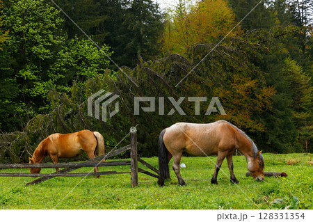 Two Horses Grazing Peacefully in a Lush Green Meadow Surrounded by Vibrant Forest: Nature's Serenity Captured in Majestic Landscape 128331354
