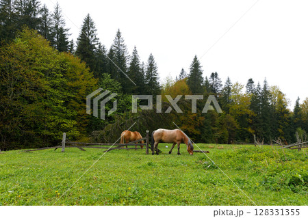 Scenic Pastoral Landscape with Grazing Horses Amidst Lush Greenery in a Vibrant Forested Area Capturing the Beauty of Nature and Tranquility of Farm Life 128331355