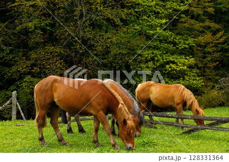 Beautiful Horses Grazing in a Lush Green Meadow Surrounded by Vibrant Trees and a Rustic Fence, Capturing the Serene Essence of Nature and Animal Life in Harmony 128331364