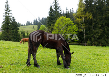 A Majestic Brown Horse Grazing on Lush Green Grass in a Serene Forest Landscape with Pine Trees and Rolling Hills in the Background Under a Soft Overcast Sky 128331371