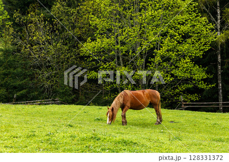 A Serene Scene of a Grazing Horse Amidst Lush Greenery and Vibrant Trees in a Peaceful Rural Landscape Understated by Natural Beauty 128331372