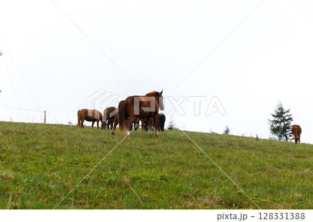 A Group of Horses Grazing in a Lush Green Pasture Under a Cloudy Sky, Showcasing the Beauty of Nature and Harmony in Rural Landscapes with Graceful Animals 128331388