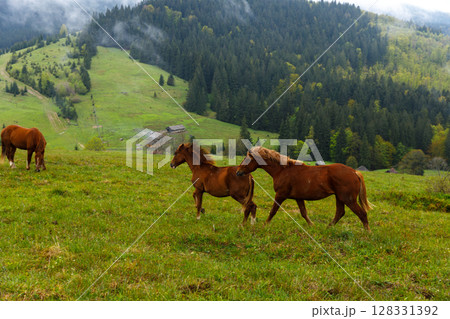 A Serene Landscape Featuring Majestic Horses Grazing on Lush Green Meadows Surrounded by Dense Forest Hills and Soft Mist in a Beautiful Rural Setting A Serene Landscape Featuring Majestic Horses Grazing on Lush Green Meadows Surrounded by Dense Forest Hills and Soft Mist in a Beautiful Rural Setting 128331392