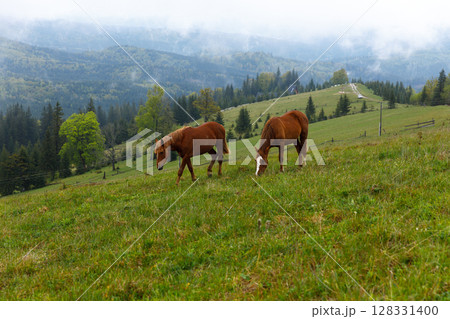 Beautiful Horses Grazing in the Lush Green Pastures of a Misty Mountain Landscape with Trees and Rolling Hills in the Background Beautiful Horses Grazing in the Lush Green Pastures of a Misty Mountain Landscape with Trees and Rolling Hills in the Background 128331400