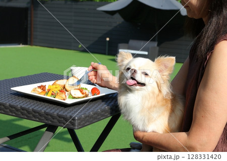 飼い主の腕の中で微笑むチワワの幸せな表情 飼い主の腕の中で微笑むチワワの幸せな表情 128331420